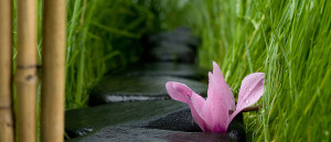 landscaping home page slider